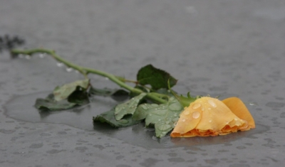 papadopoulou_rose_with_rain